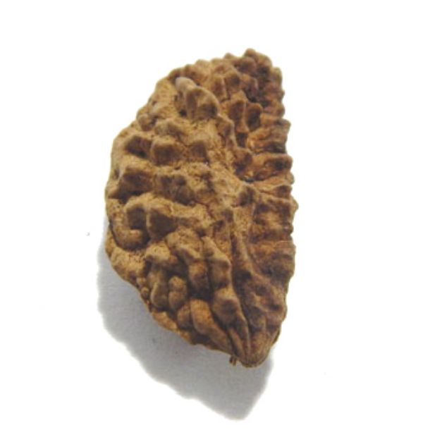 1 Face Rudraksha