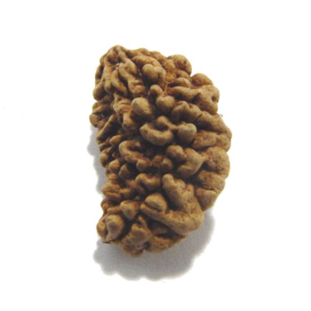 1 Face Rudraksha