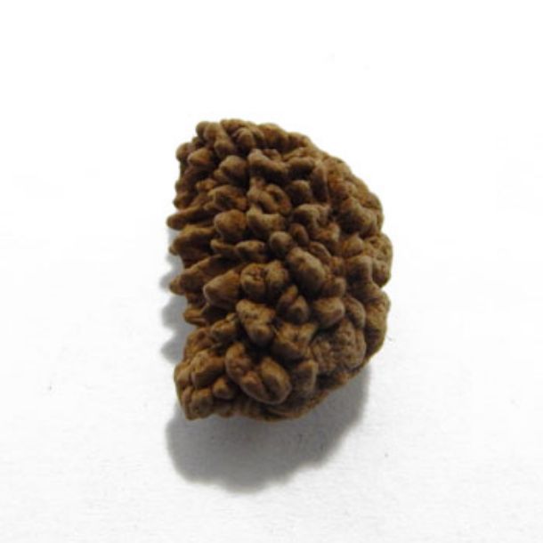 One Face Rudraksha