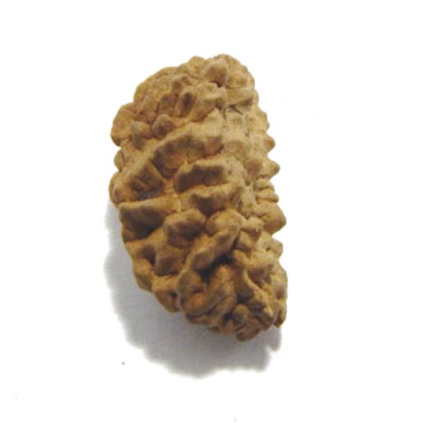 One Face Rudraksha