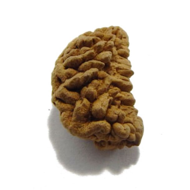 One Face Rudraksha