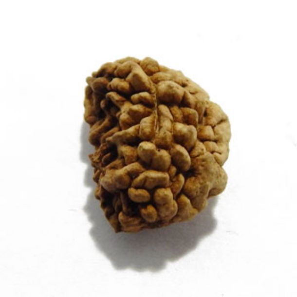 One Face Rudraksha