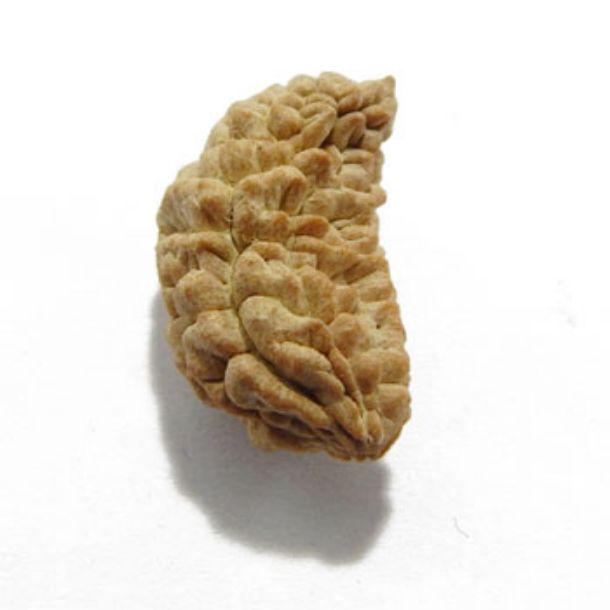 One Face Rudraksha