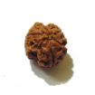 Three Face Rudraksha