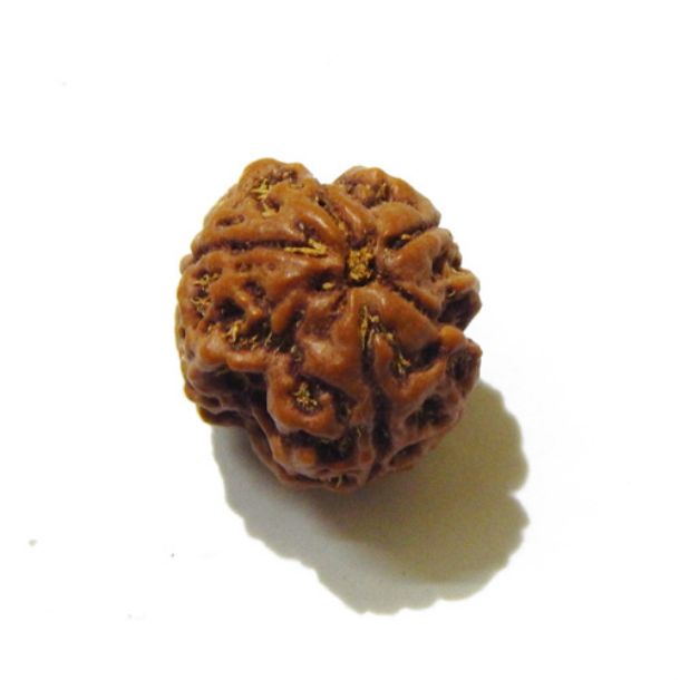 Three Face Rudraksha