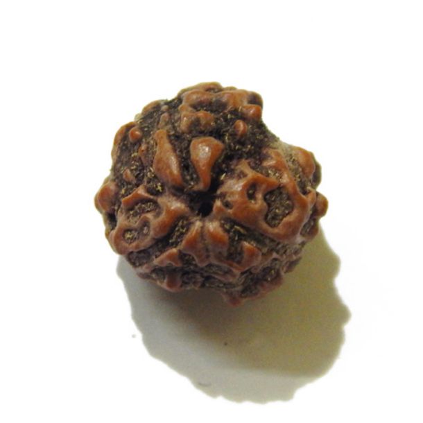 Three Face Rudraksha