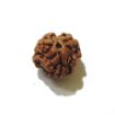 Three Face Rudraksha