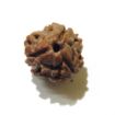 Three Face Rudraksha