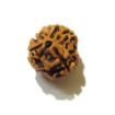 Three Face Rudraksha