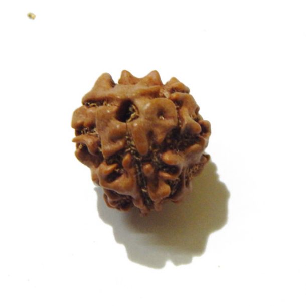 Three Face Rudraksha