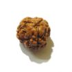 Three Face Rudraksha