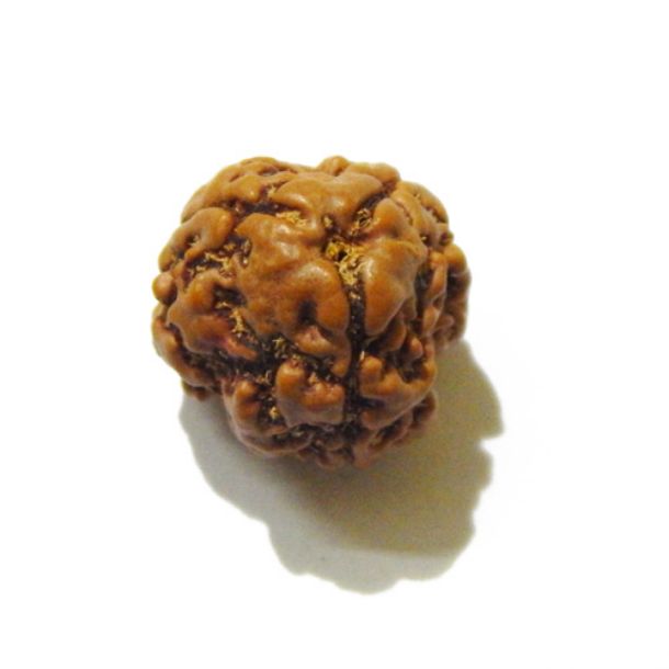 Three Face Rudraksha