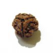 Three Face Rudraksha