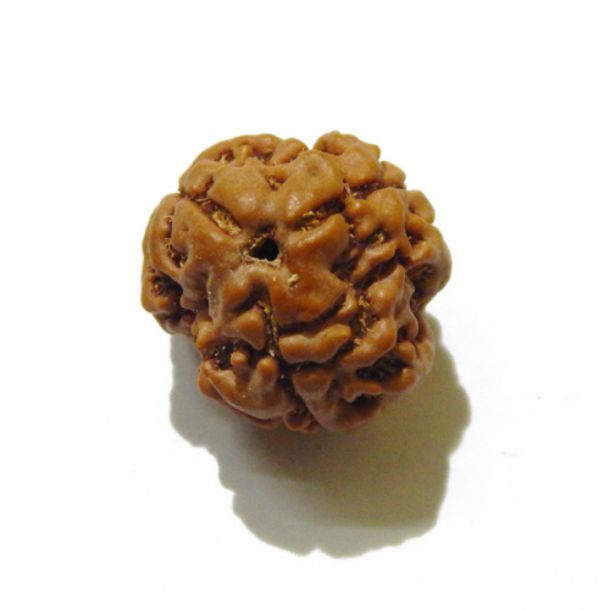 Three Face Rudraksha