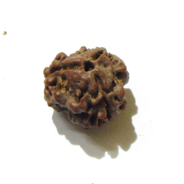 Three Face Rudraksha