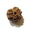 Three Face Rudraksha