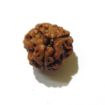 Three Face Rudraksha