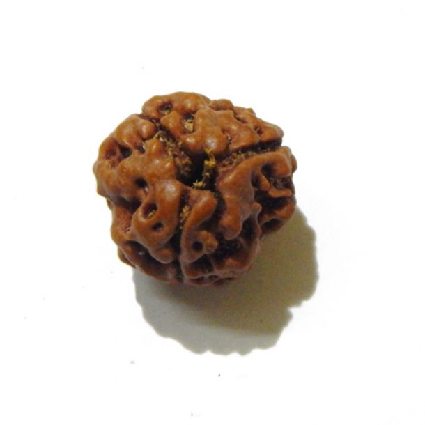 Three Face Rudraksha