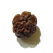 Three Face Rudraksha