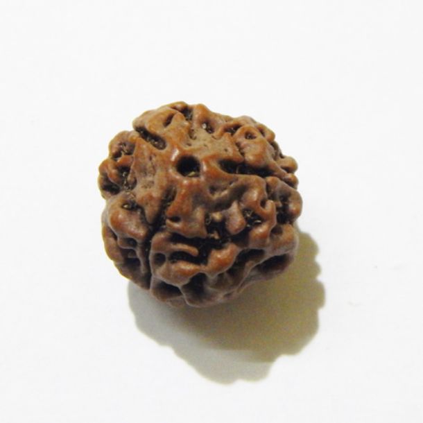 Three Face Rudraksha