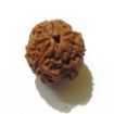 Three Face Rudraksha