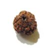 Three Face Rudraksha