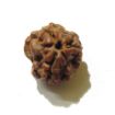 Three Face Rudraksha