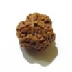 Three Face Rudraksha