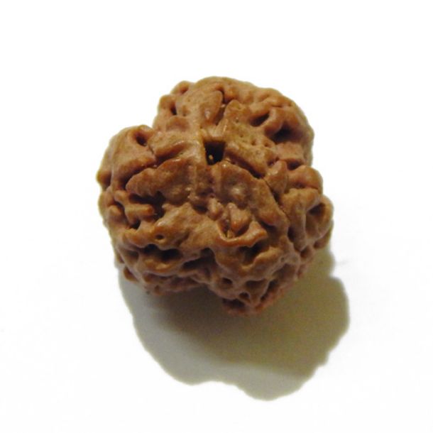 Three Face Rudraksha