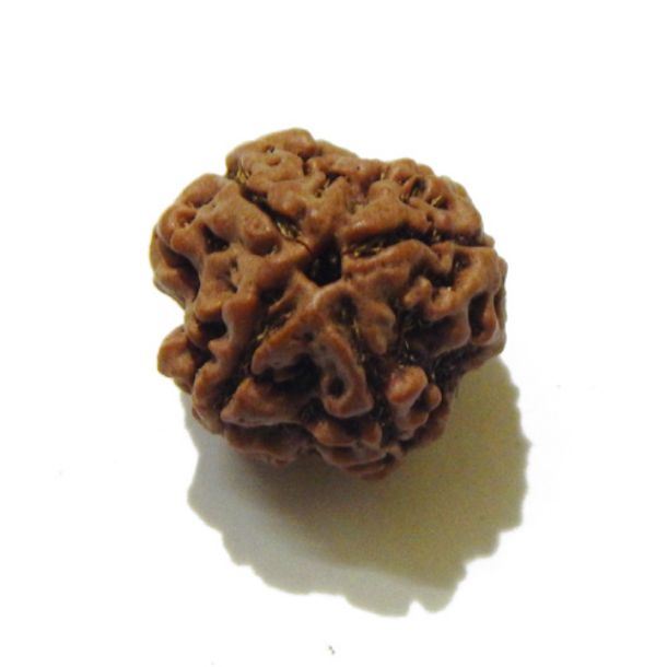 Three Face Rudraksha