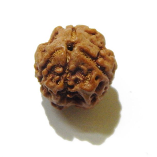 Three Face Rudraksha