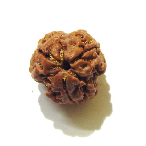 Three Face Rudraksha