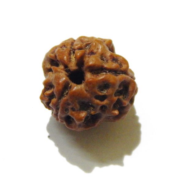 Three Face Rudraksha