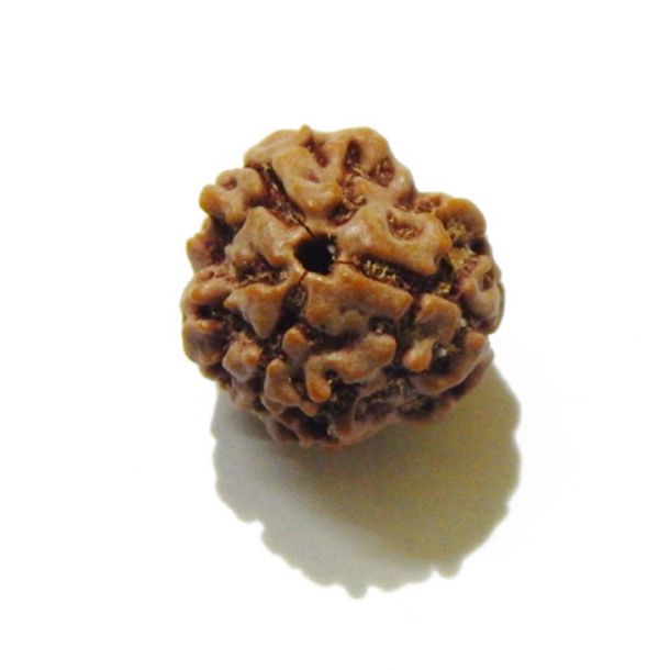 Three Face Rudraksha