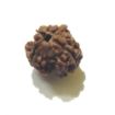 Three Face Rudraksha