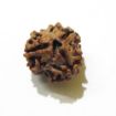 Three Face Rudraksha