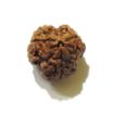 Three Face Rudraksha