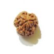 Three Face Rudraksha