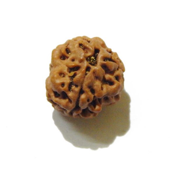 Three Face Rudraksha