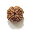 Four Face Rudraksha