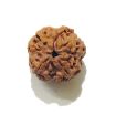 Picture of Four Mukhi (Face) Nepali Rudraksha