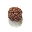 Four Face Rudraksha