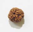 Four Face Rudraksha