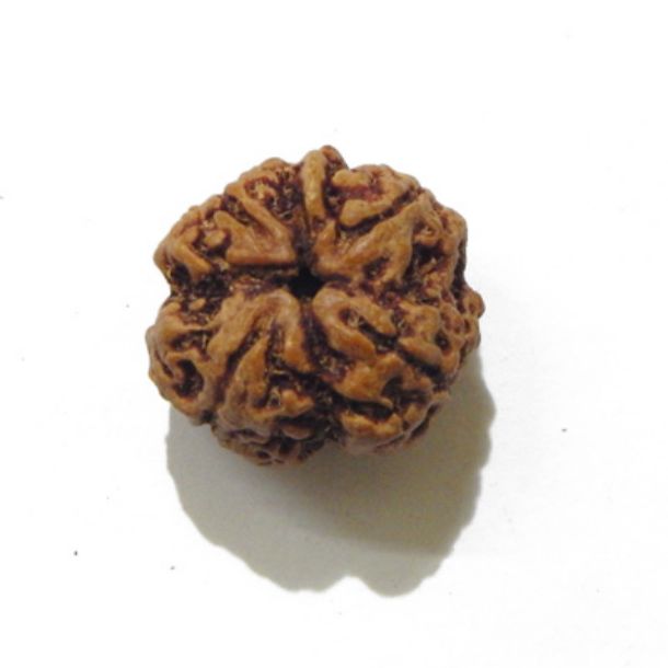 Four Face Rudraksha