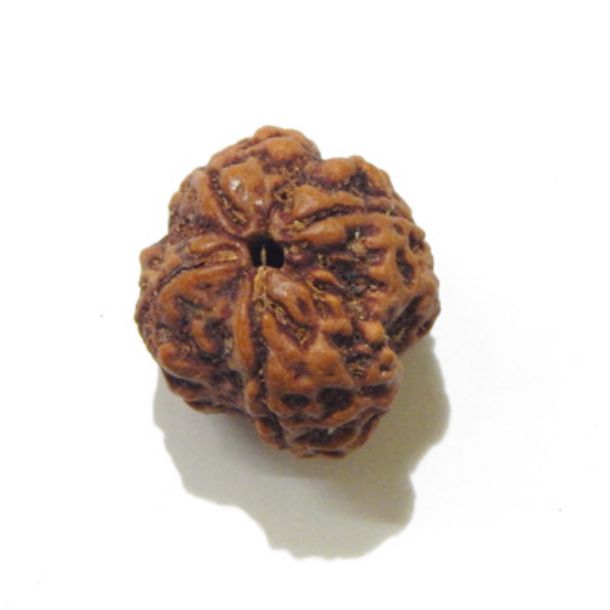 Four Face Rudraksha