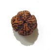 Four Face Rudraksha