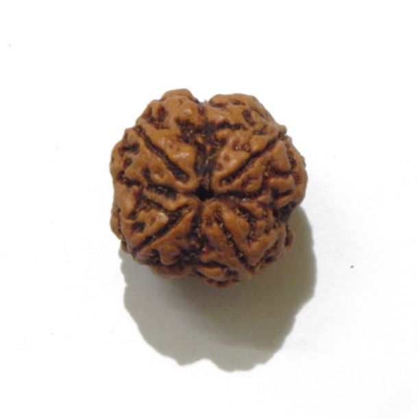 Four Face Rudraksha