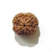 Four Face Rudraksha