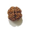 Four Face Rudraksha