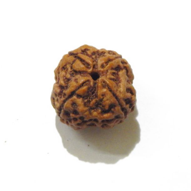 Four Face Rudraksha